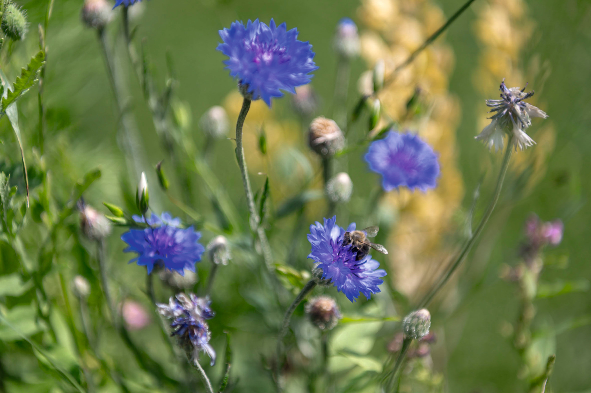 blue flowers