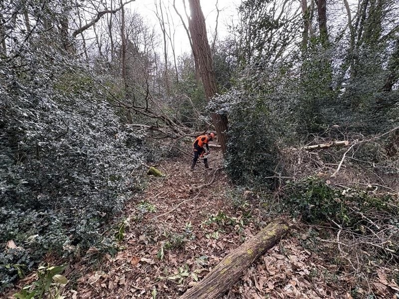 clearing overgrown forest area