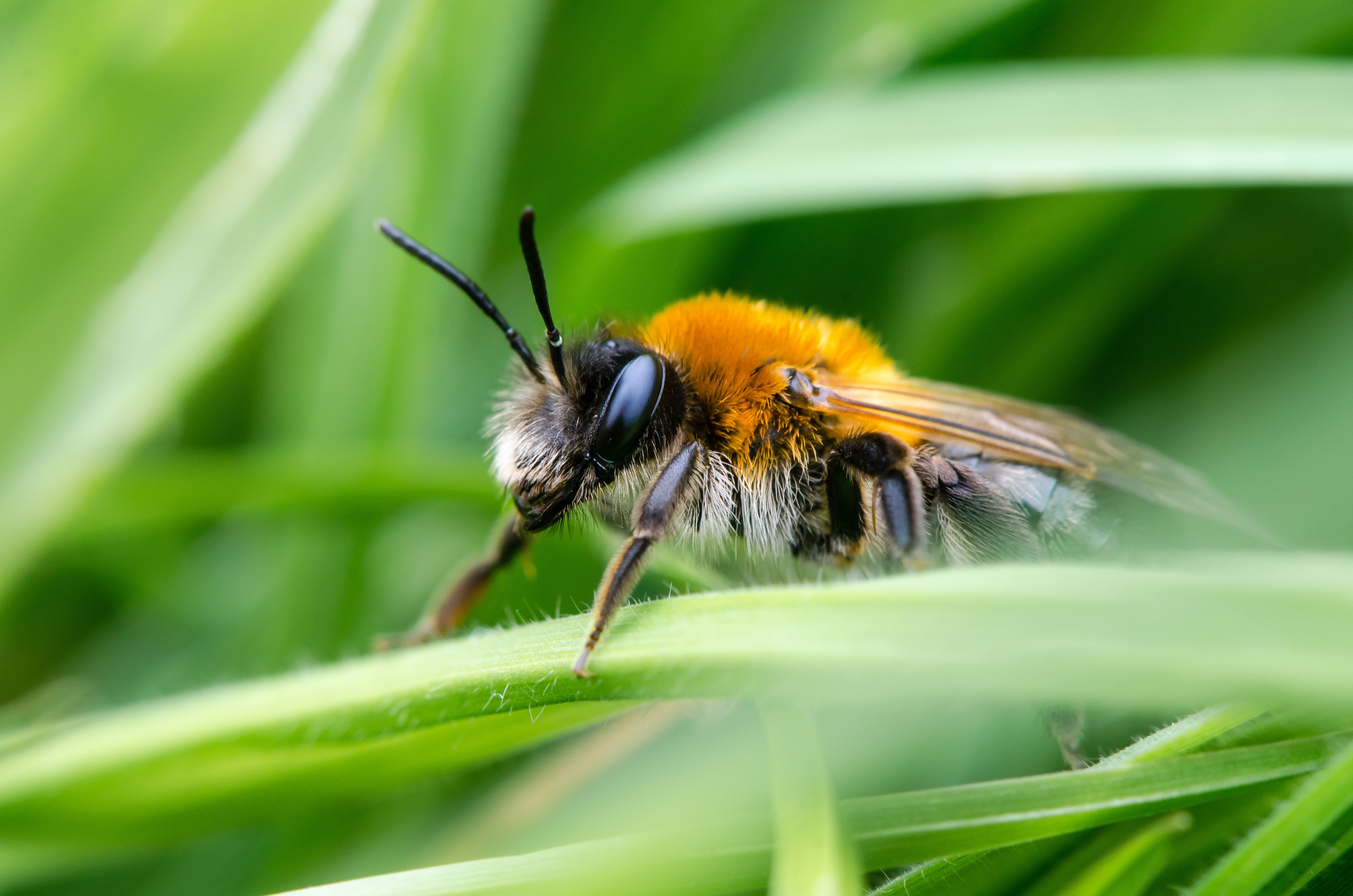 Solitary bee close up on leaf