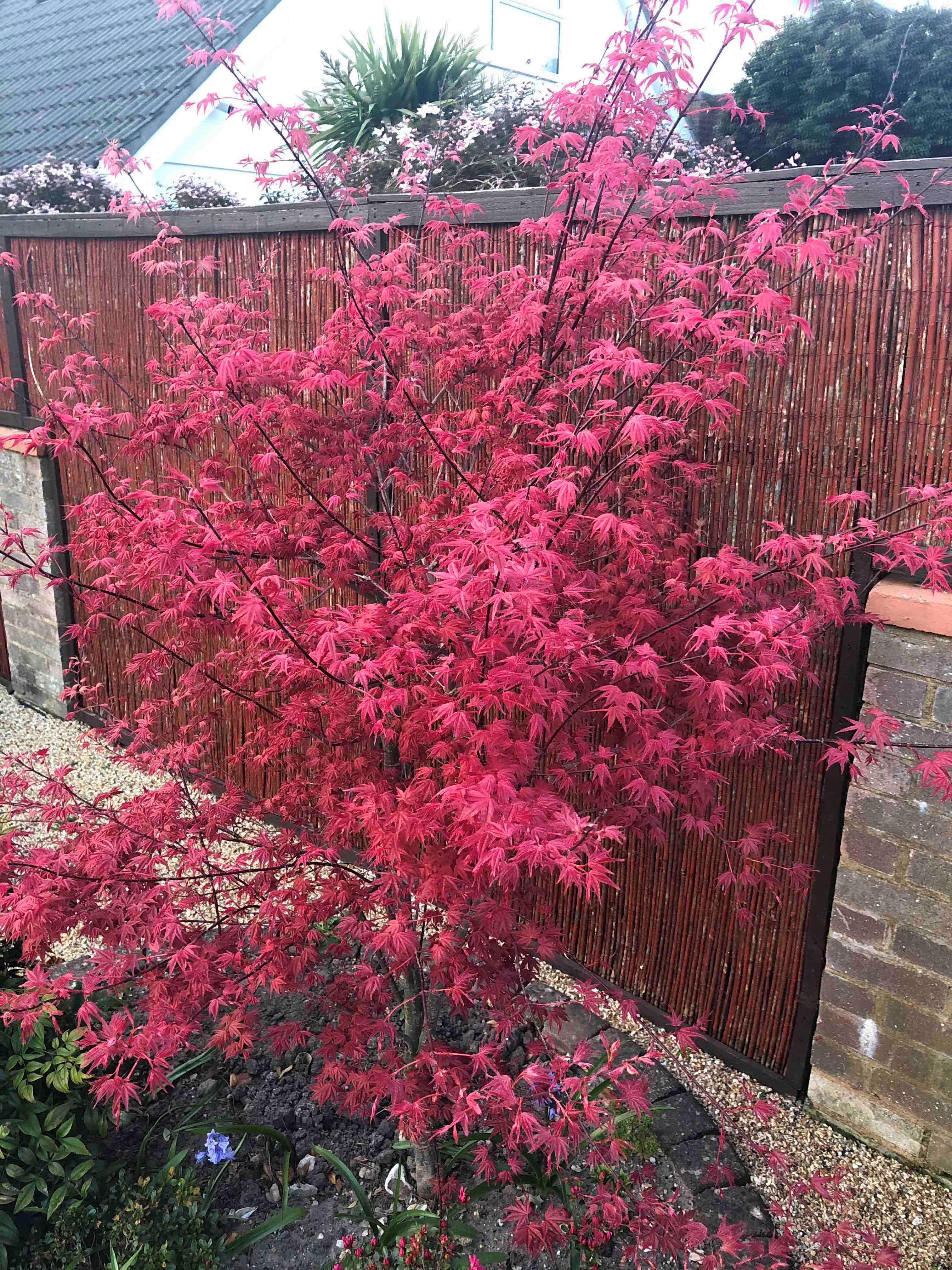 Japanese Maple