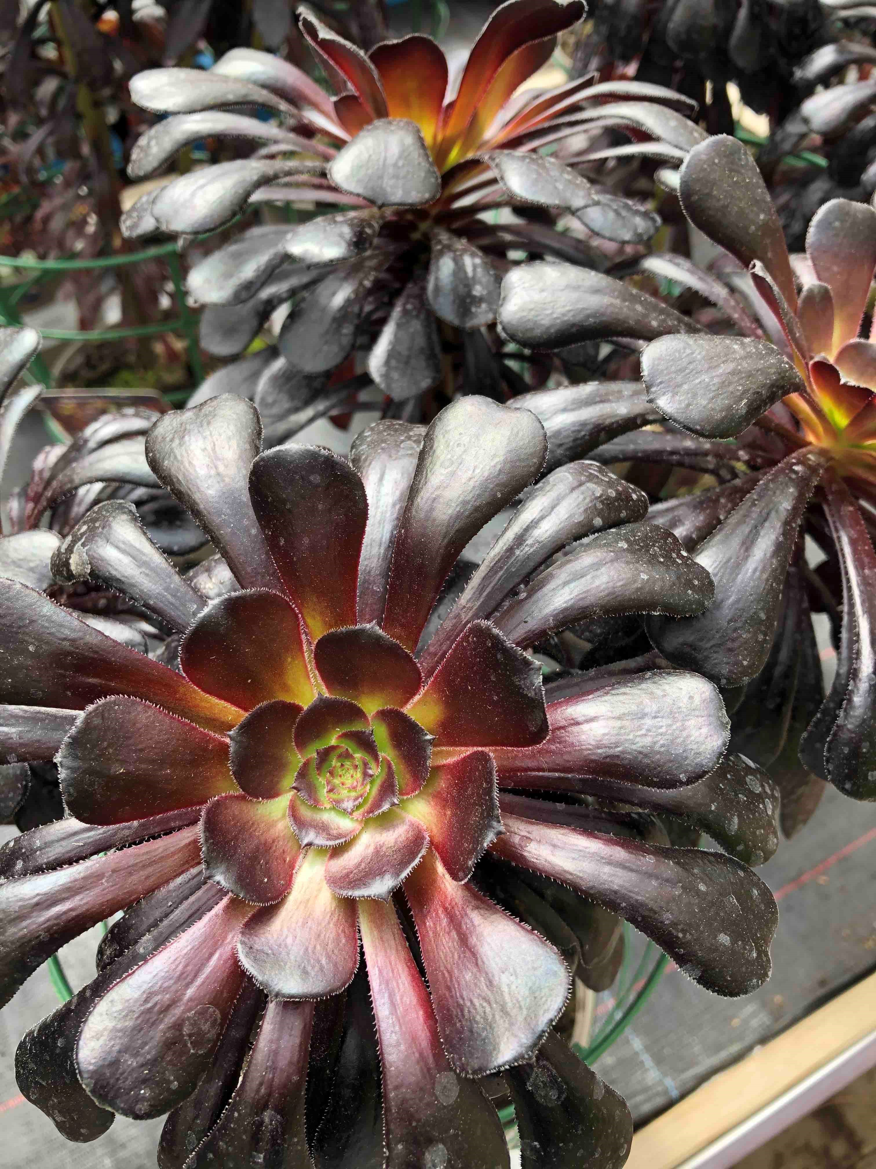 Aeonium 'Zwartkop'