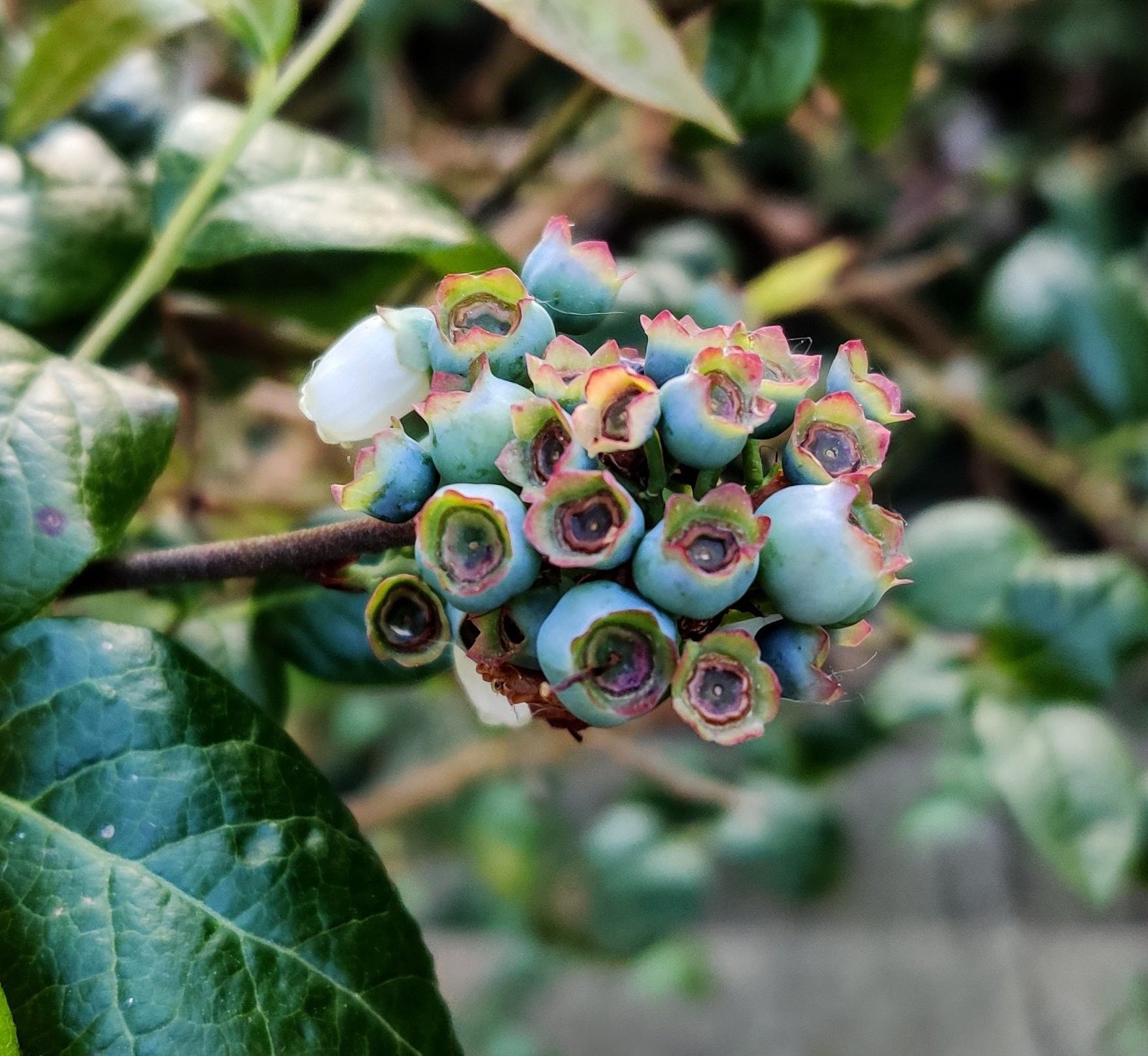 Blueberry