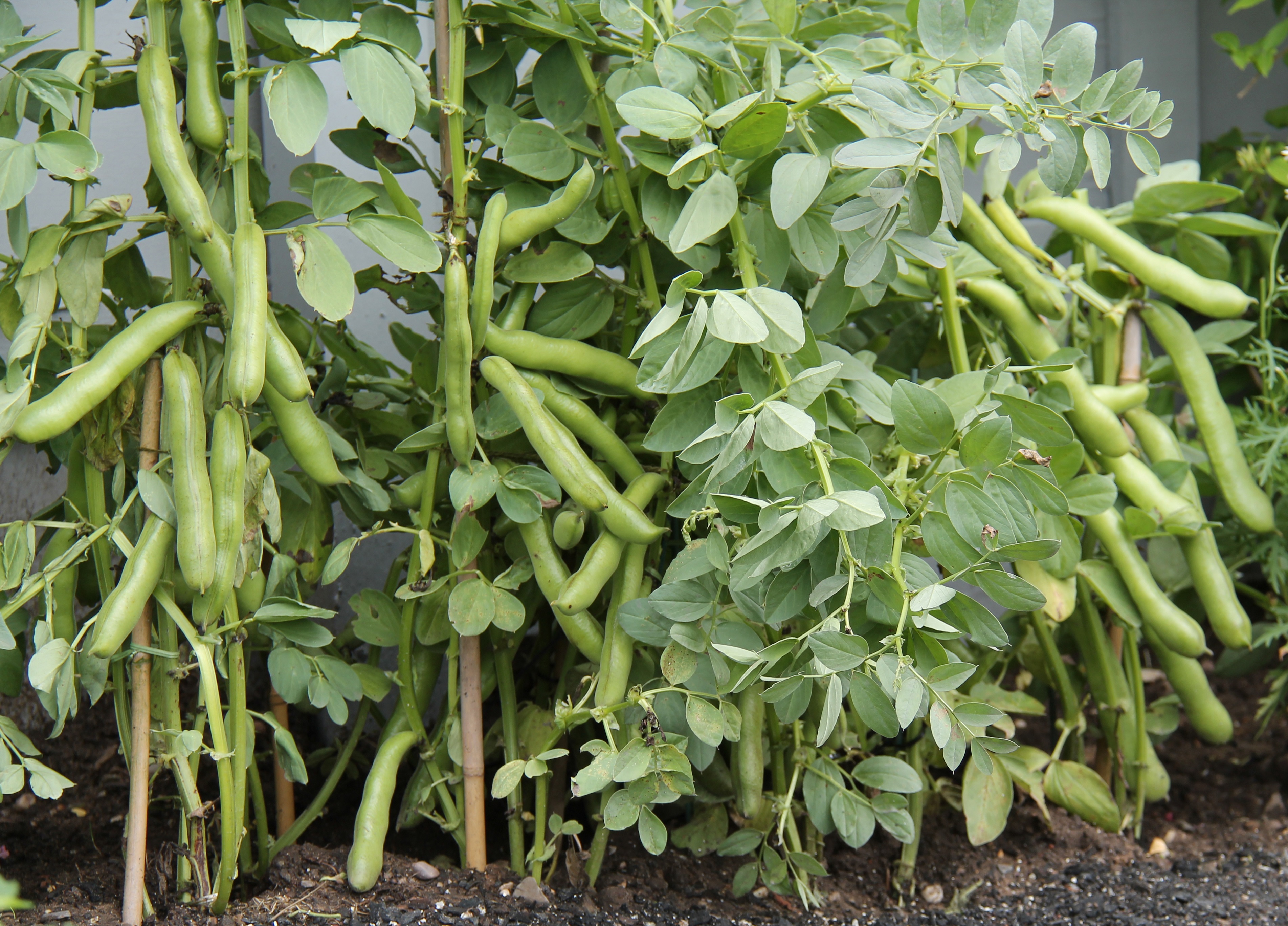 Vegetable of the month – Broad beans