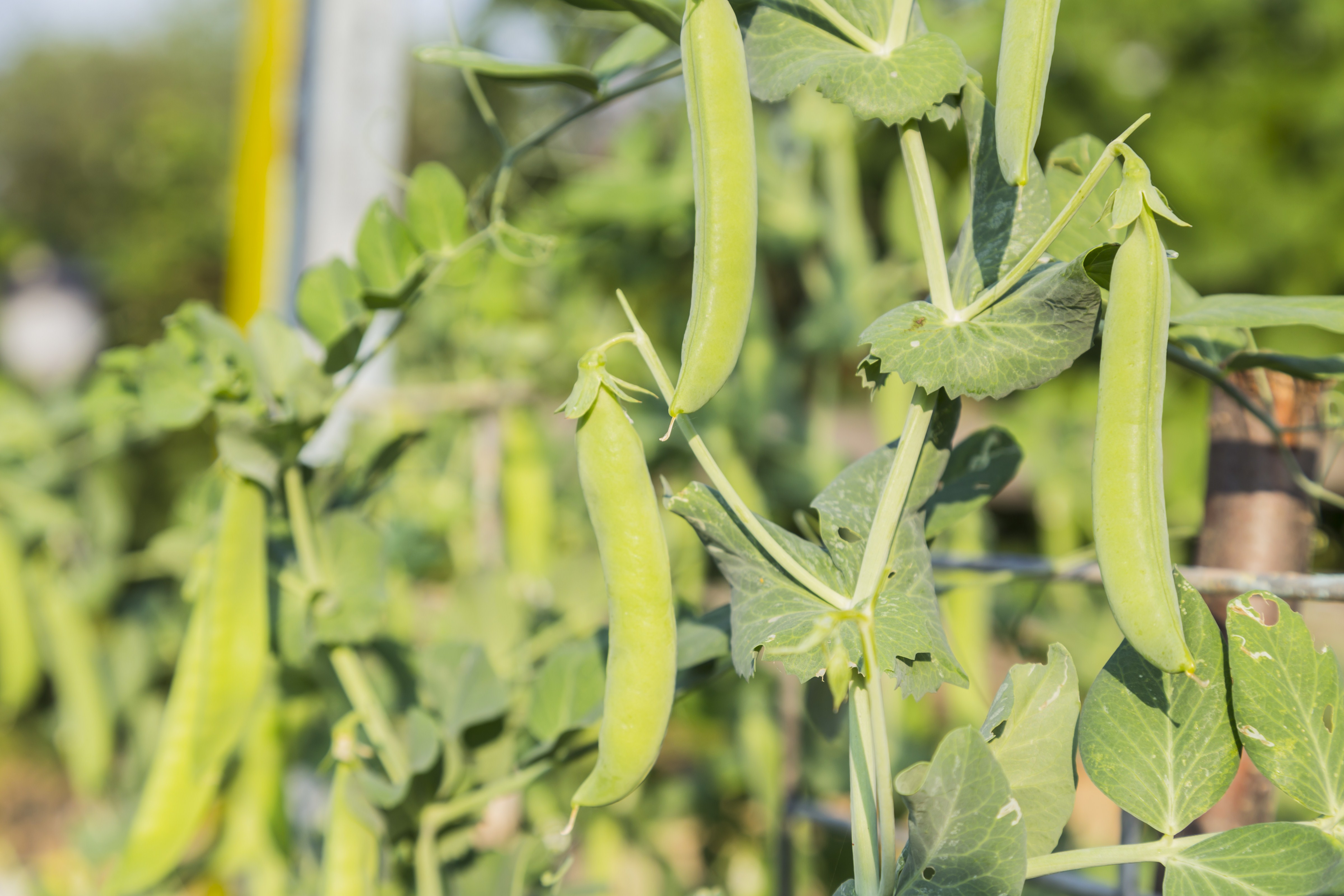 Peas