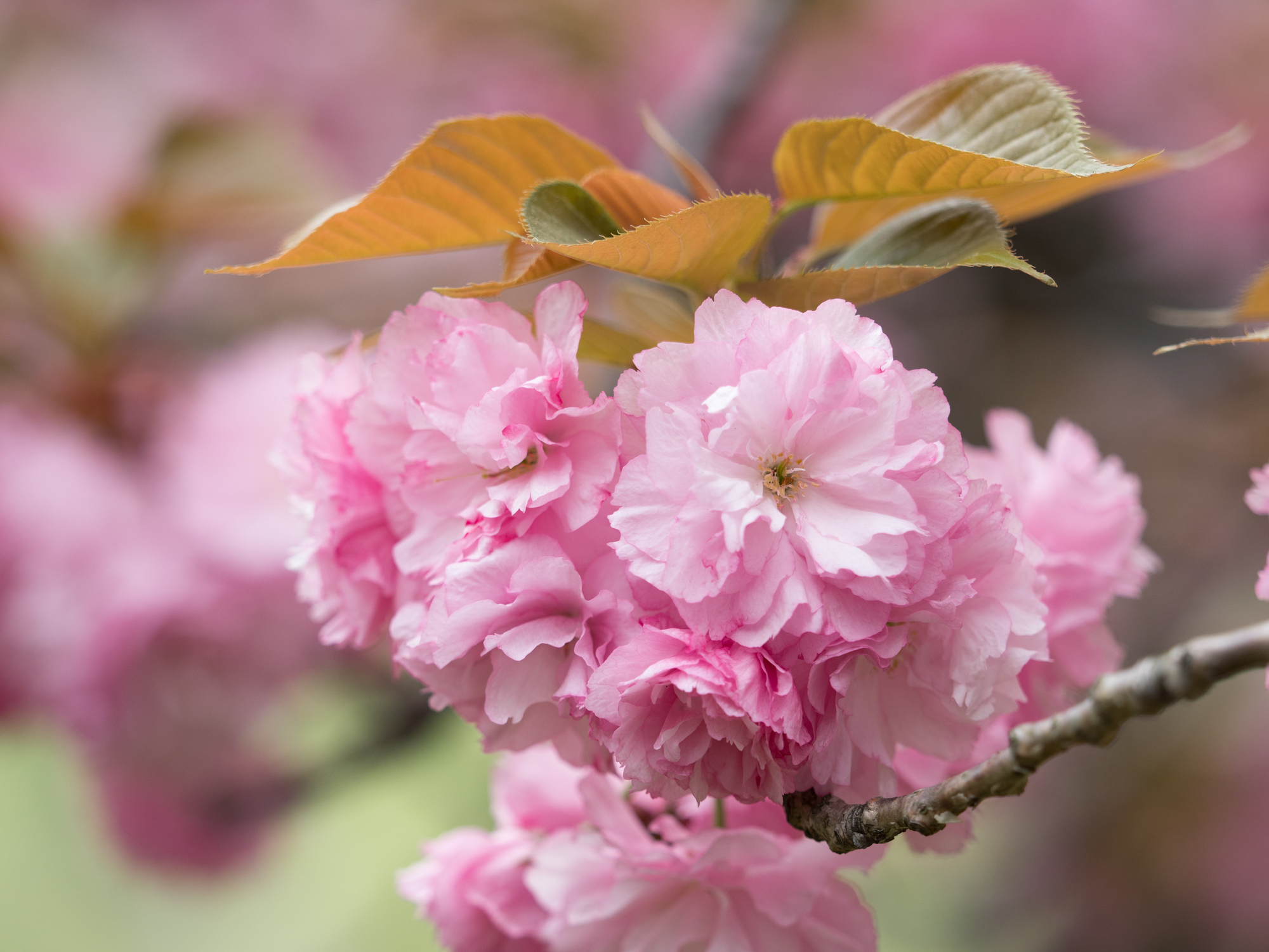 Cherry blossom