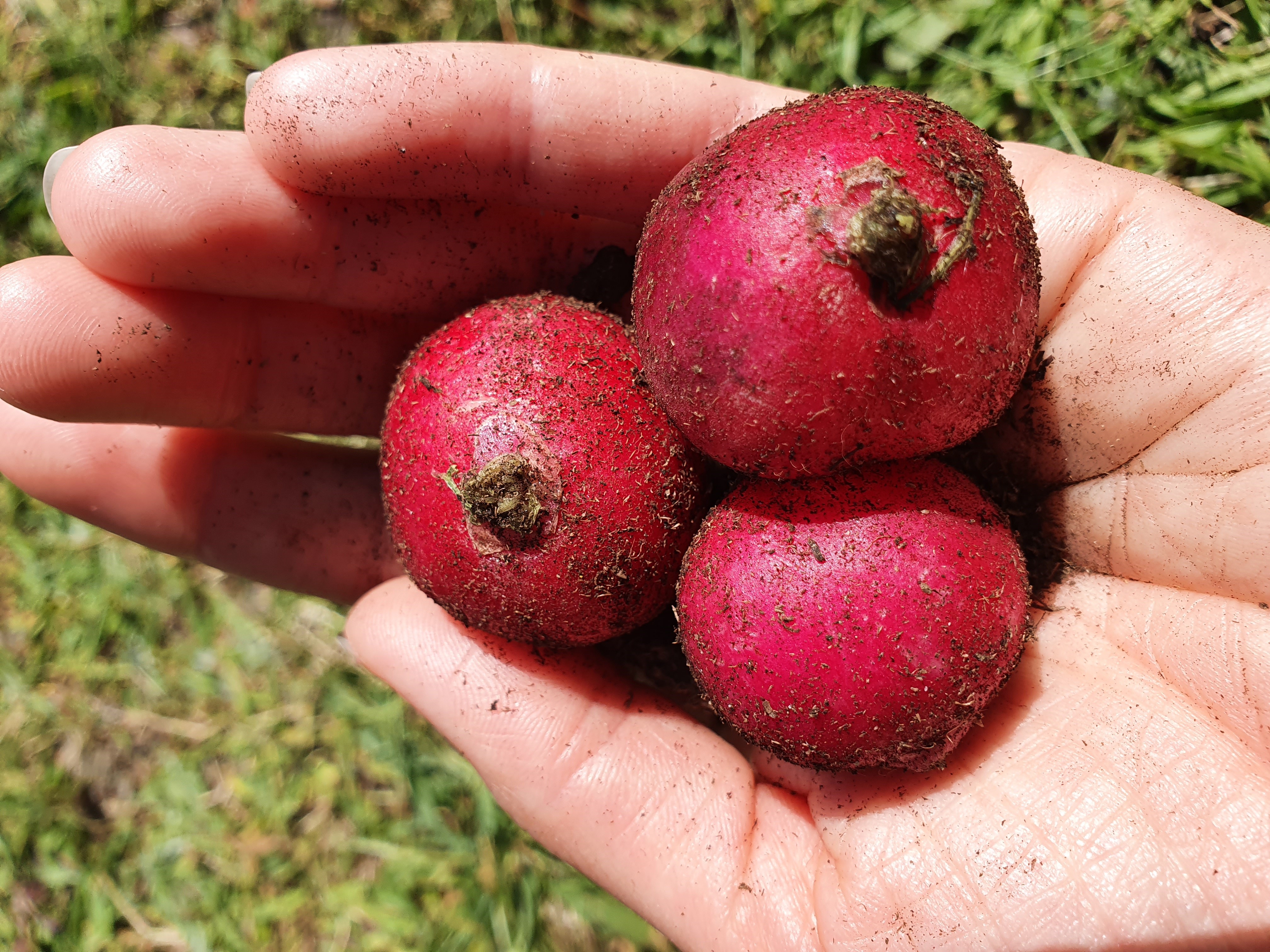 Radish