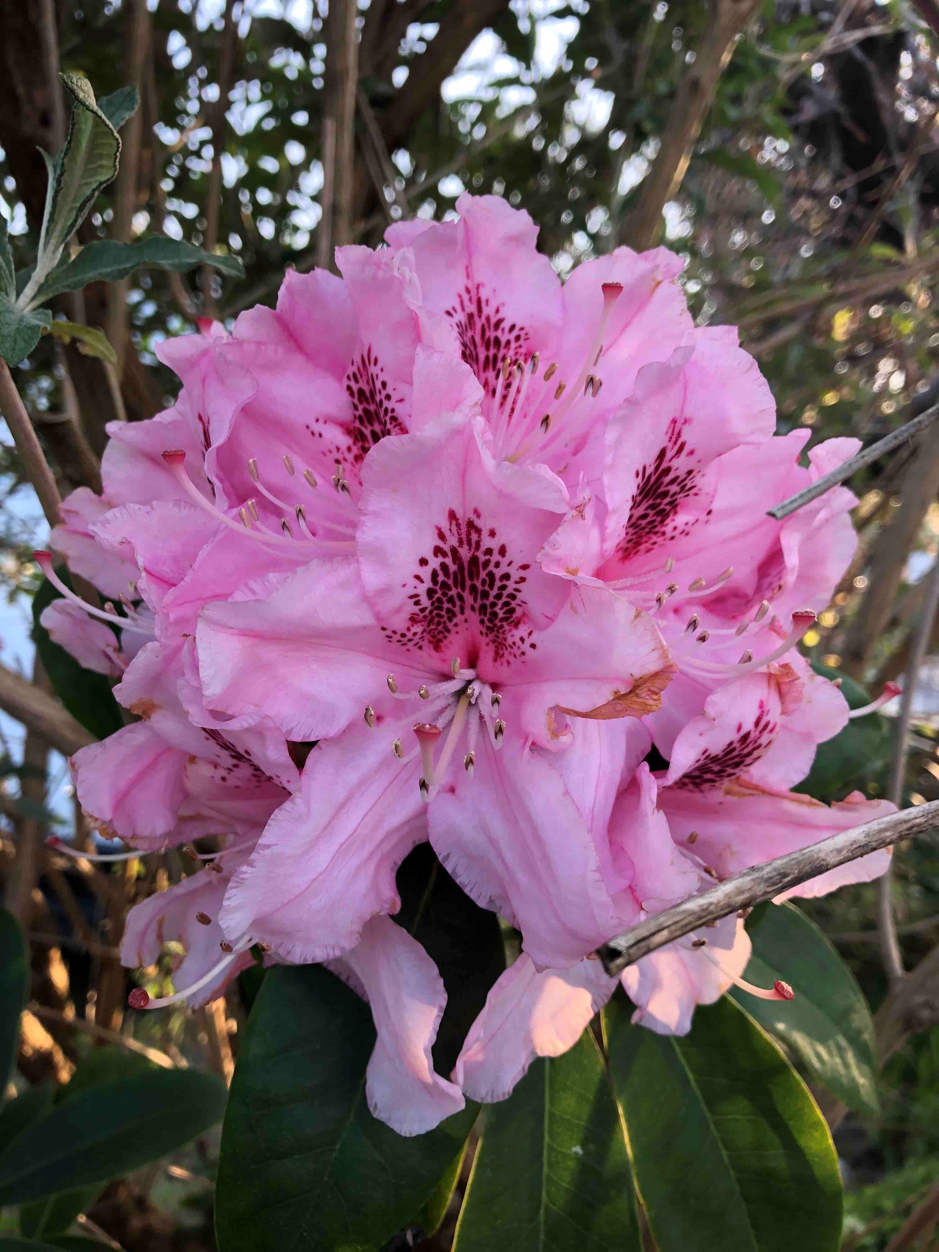 Rhododendron