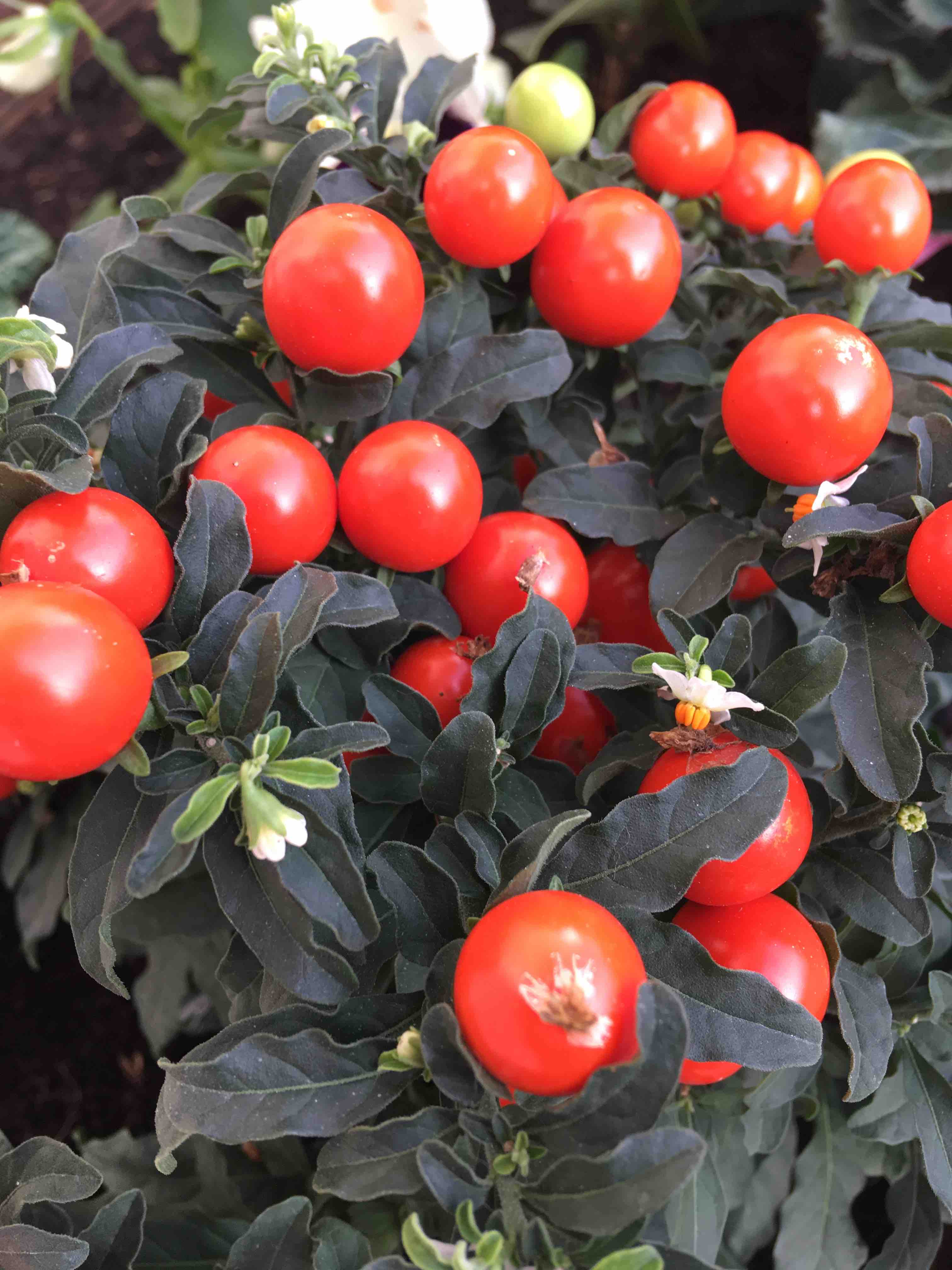 Solanum pseudocapsicum