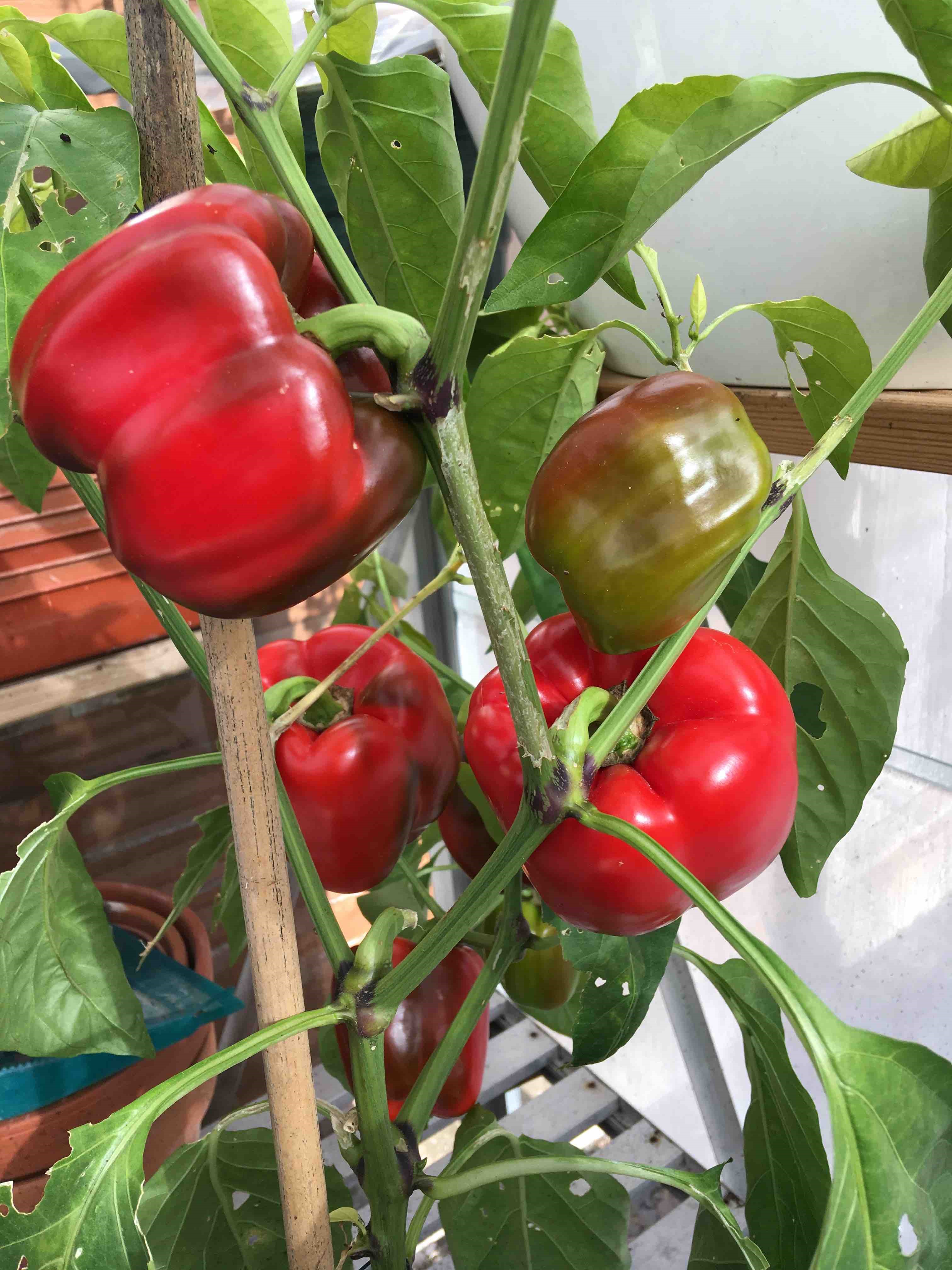 Sweet pepper