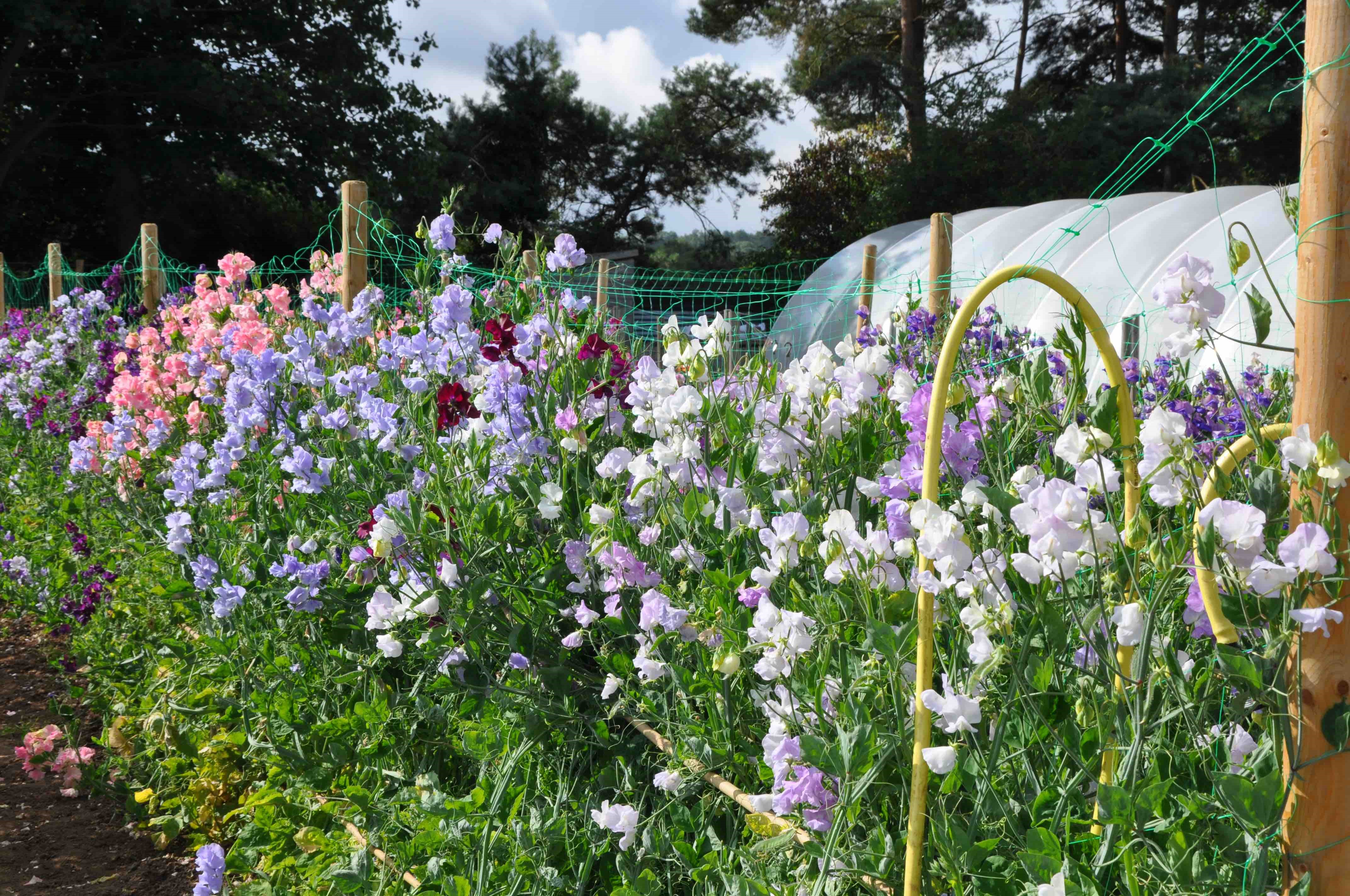 Sweet peas
