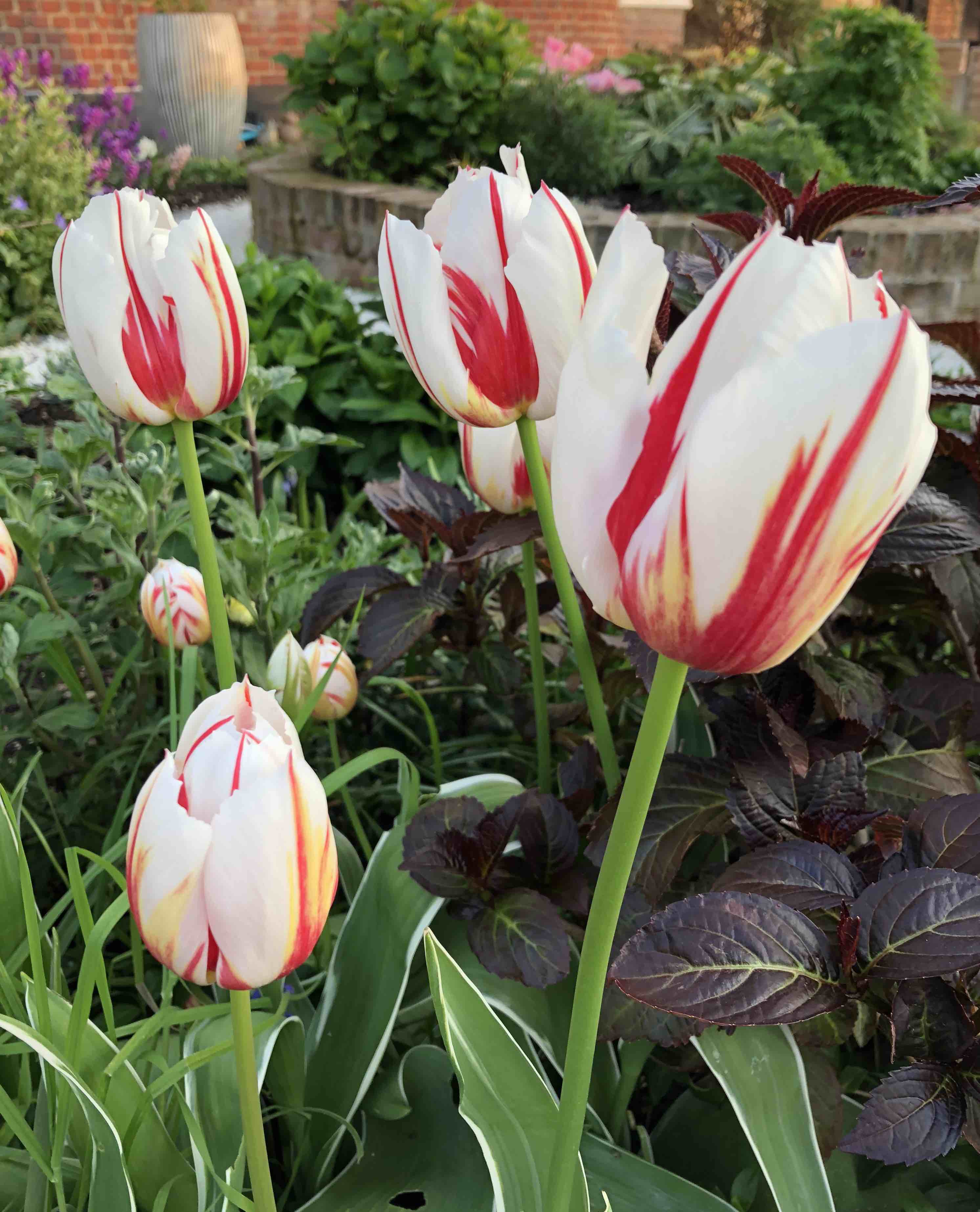 Tulip