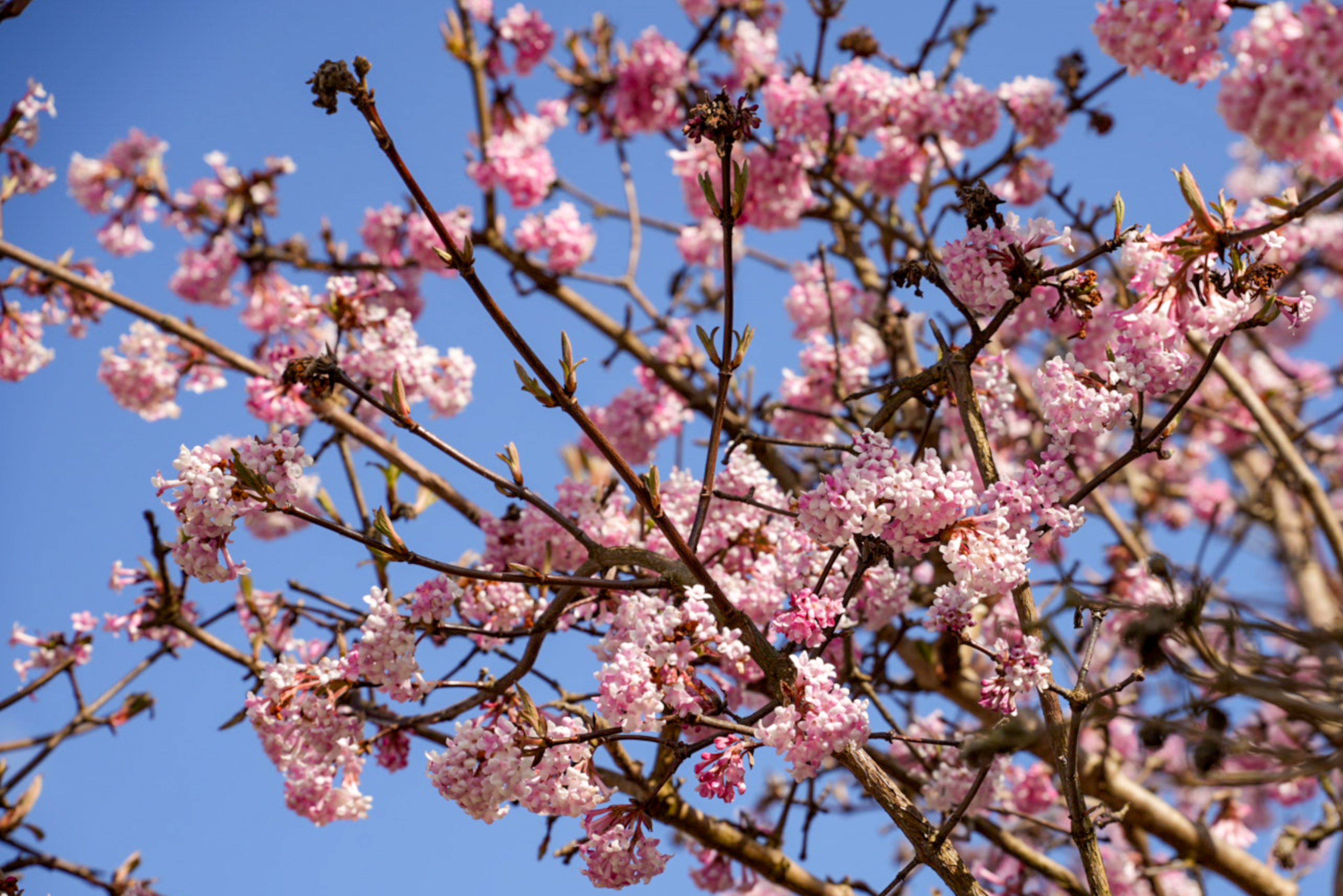 Viburnum x bodnantense 'Dawn'