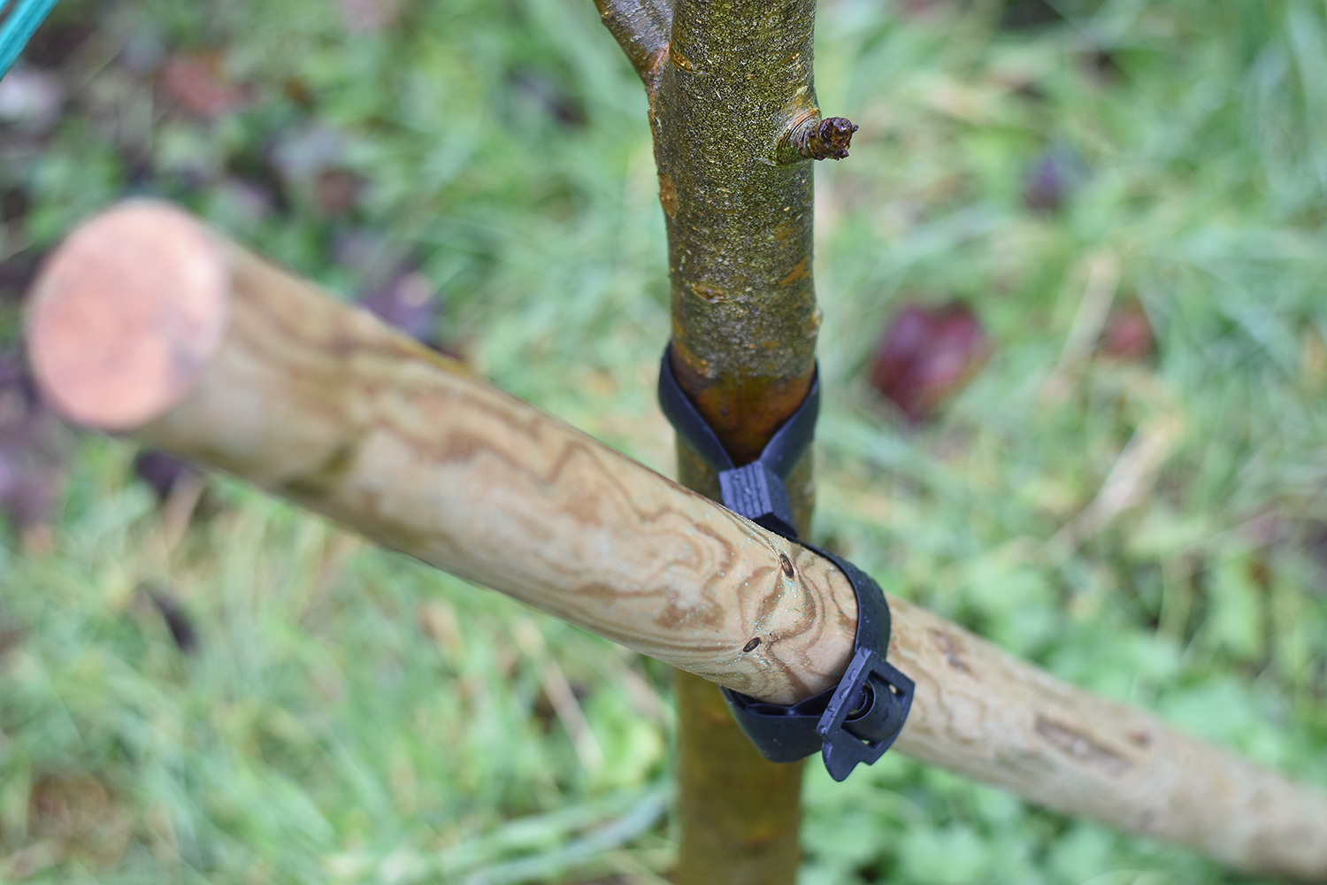 close up of young tree supported by a stake