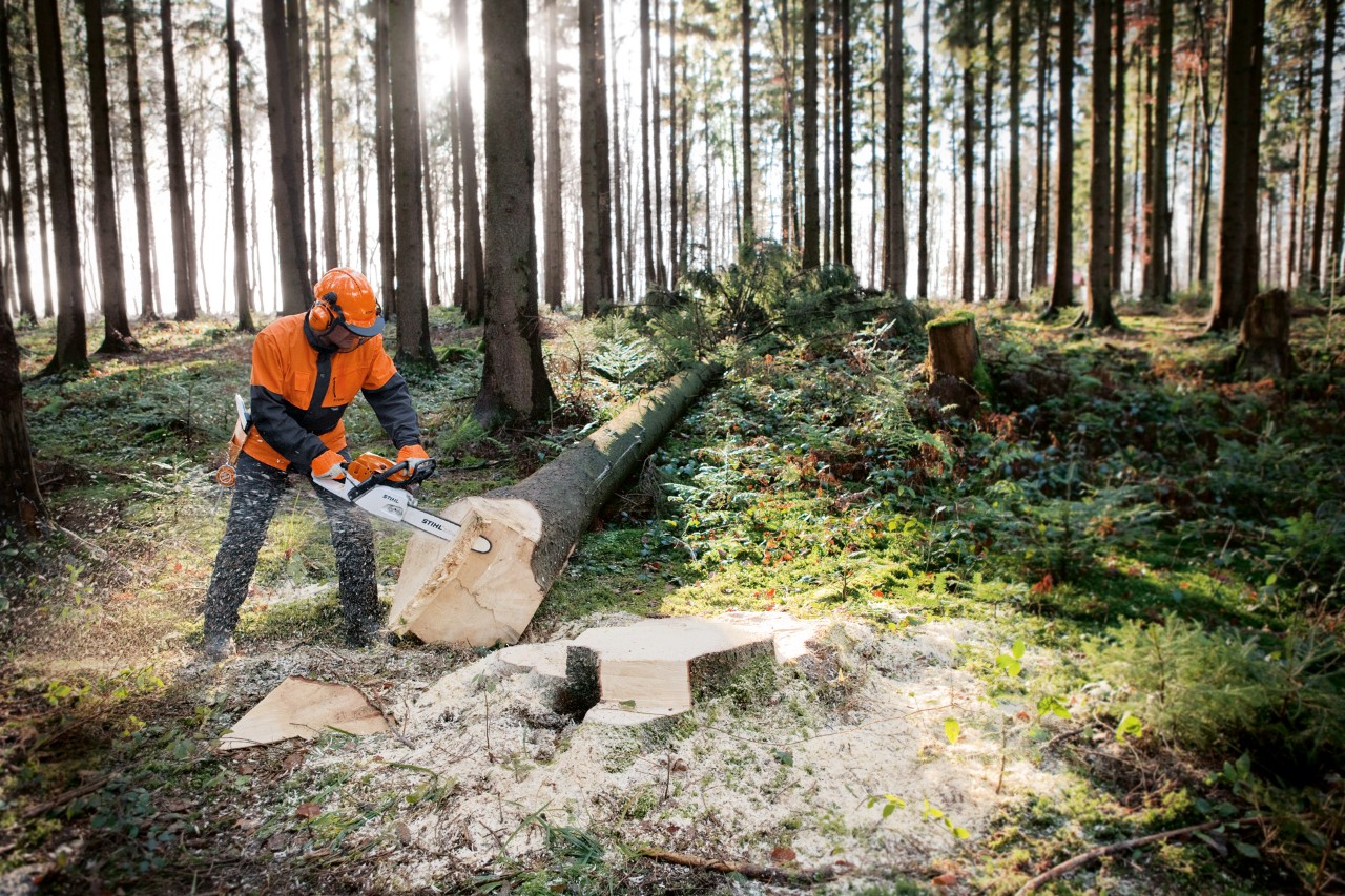 A STIHL MS 261 petrol chainsaw with M-Tronic and Quick Chain Tensioning being used on a felled tree in a forest