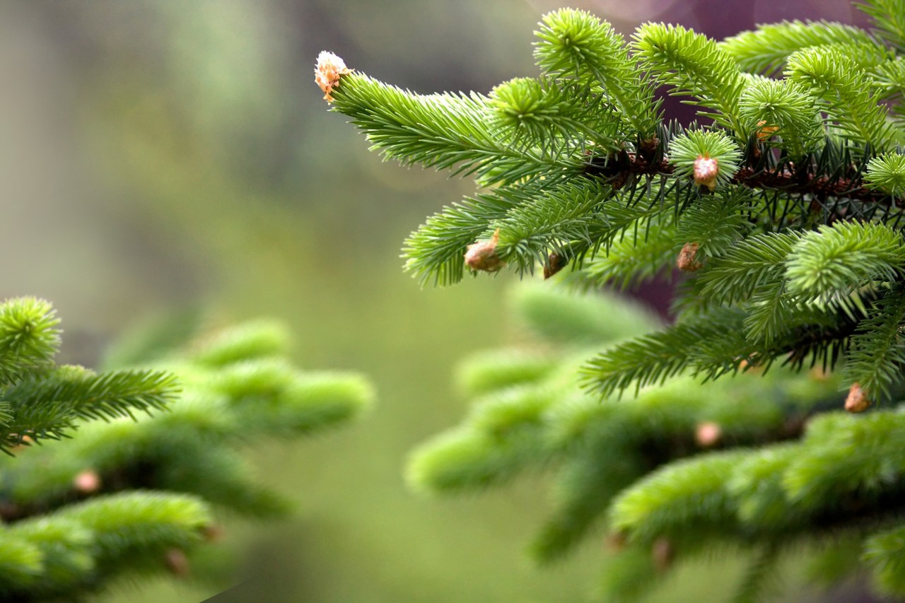 Close-up of green needles on a Christmas tree