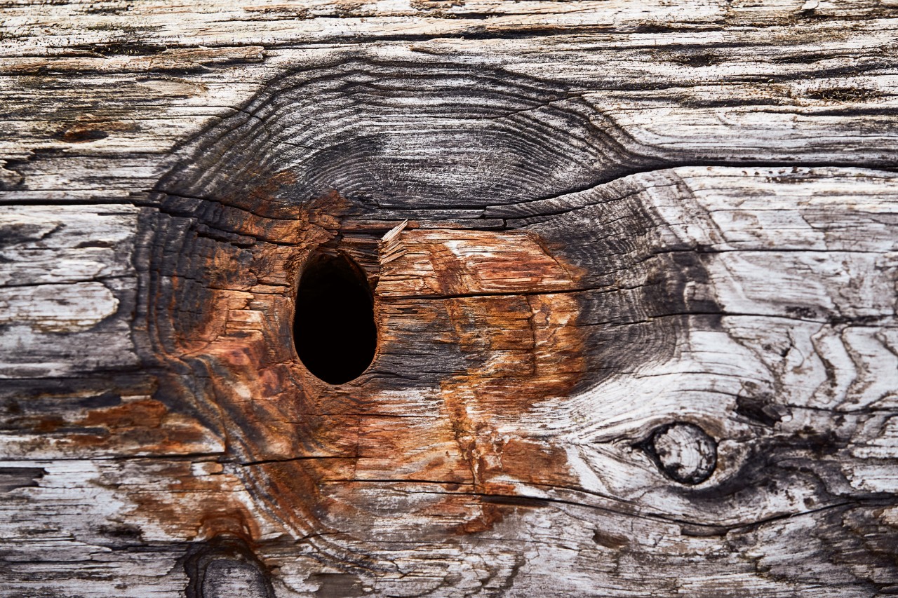Close-up of an entrance hole to a weathered wooden bird box