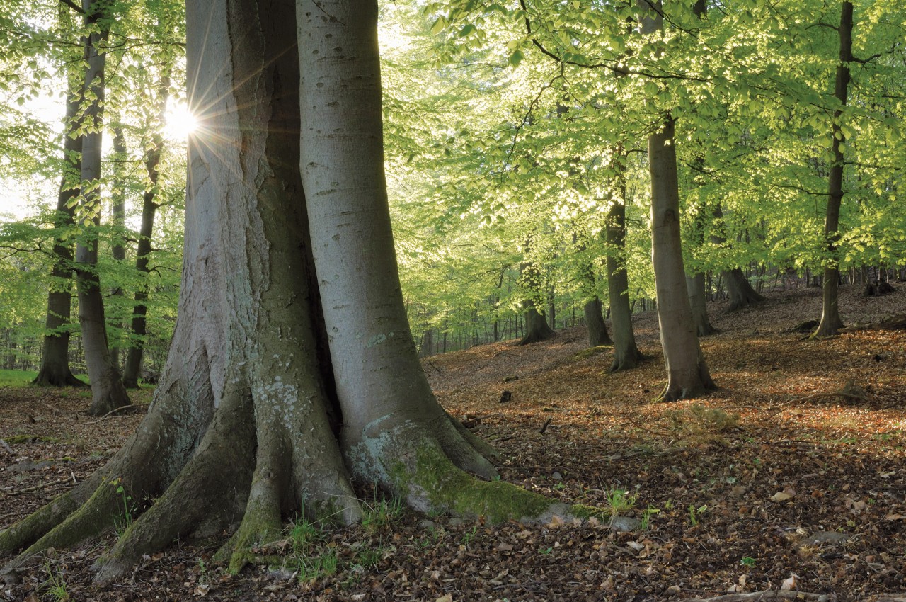 A scene of trees in woodland
