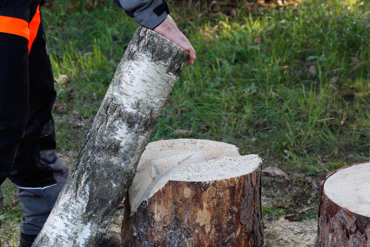DIY wooden candlesticks: A log being placed into a V-notch cut into a tree stump