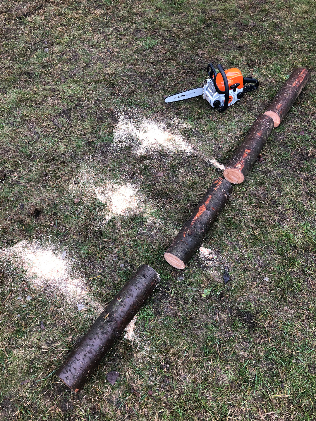 Build a raised bed from logs: a trunk is cut to length on grass using a STIHL MS 170 petrol chainsaw