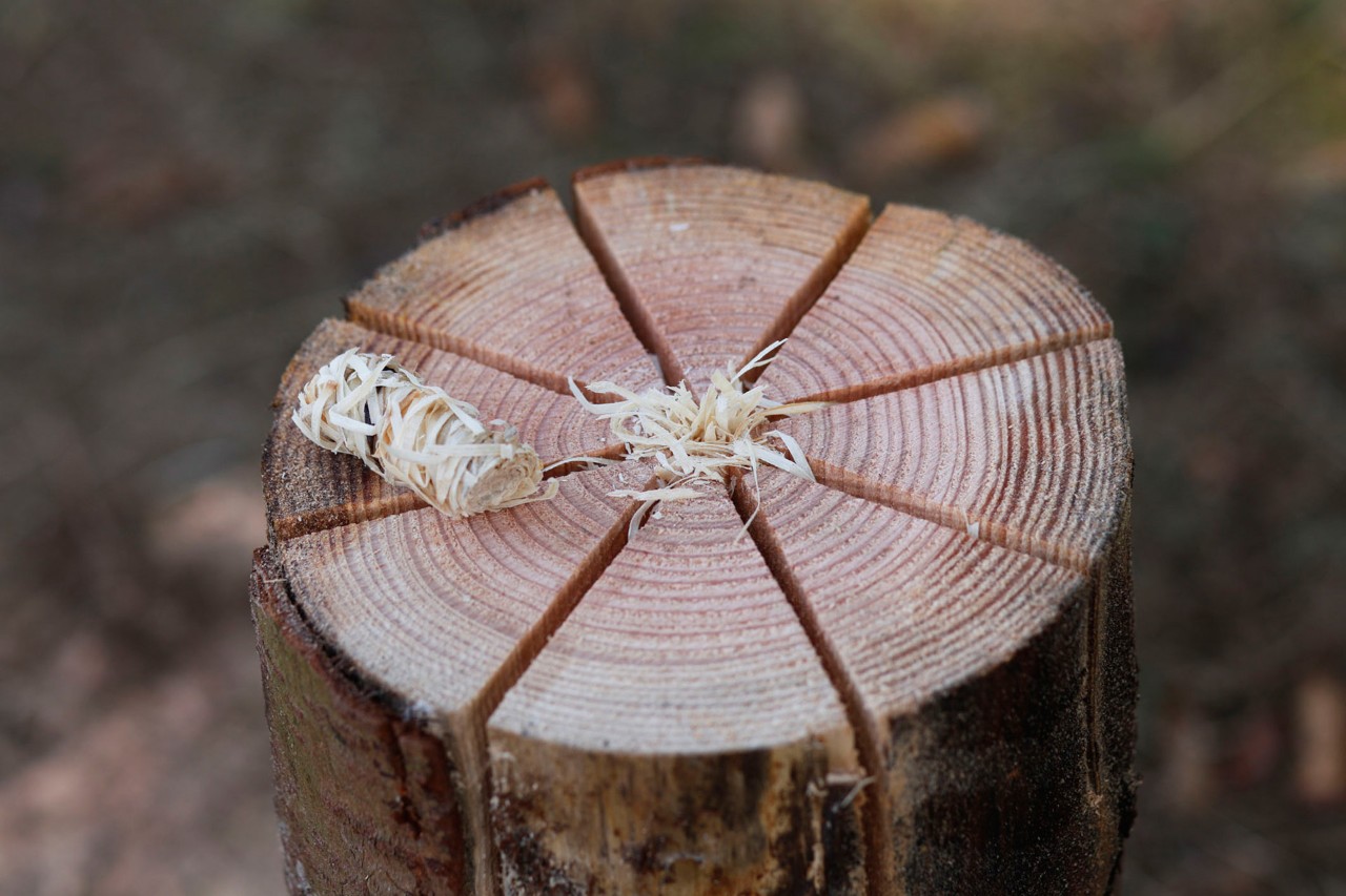 The top, cut face of a Swedish fire log with wood shavings in the middle for tinder