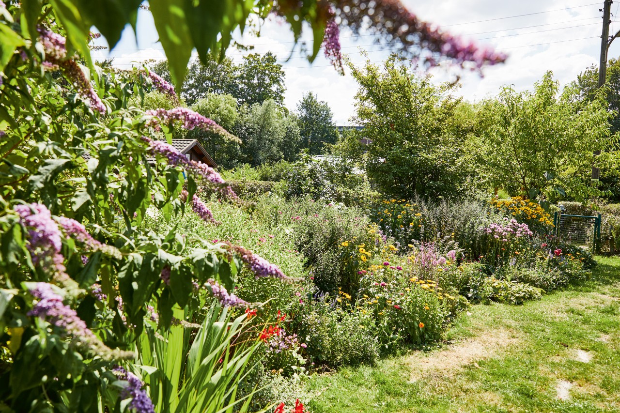 A bee-friendly flowerbed with purple lilac in the foreground