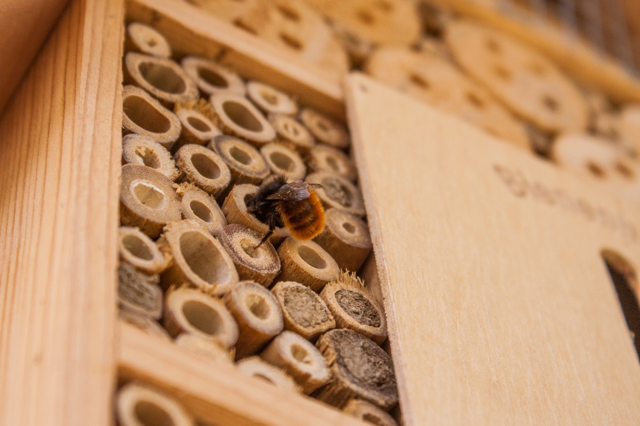 Bee flying into a bee hotel