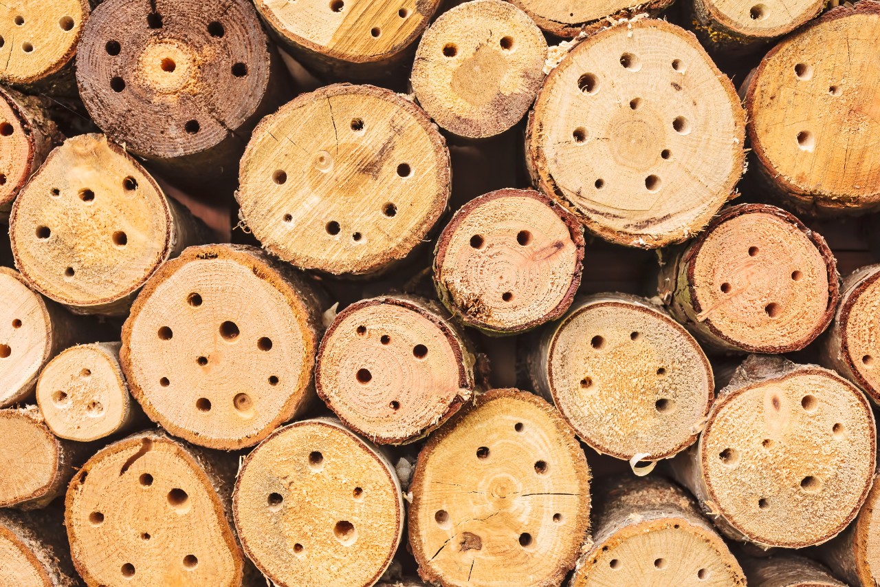 log pile with small holes drilled into the ends