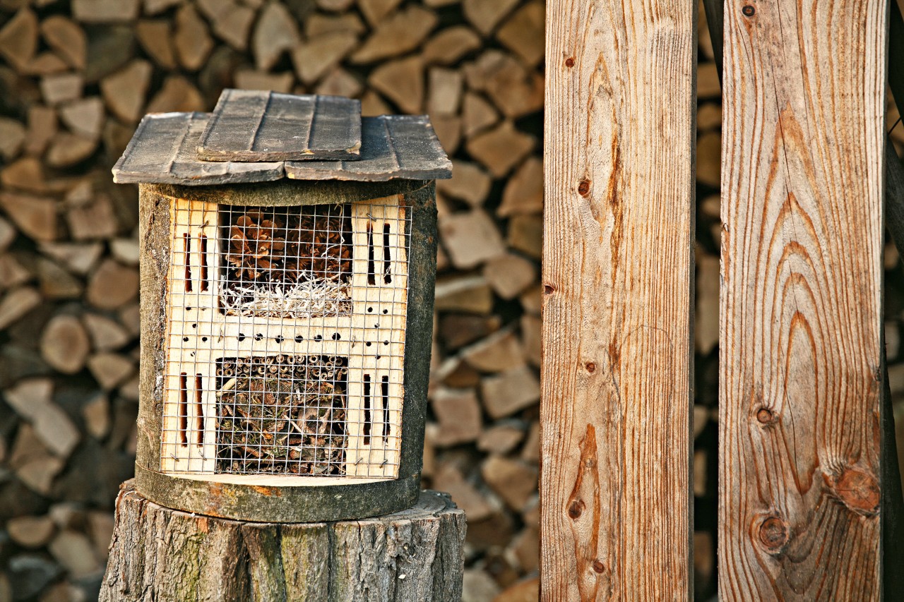 A DIY bug hotel on a tree stump