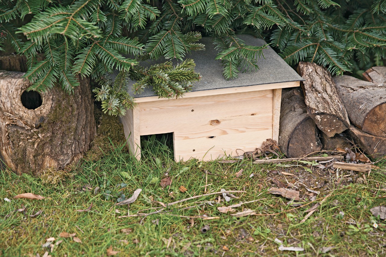 A finished hedgehog house in place under a fir tree