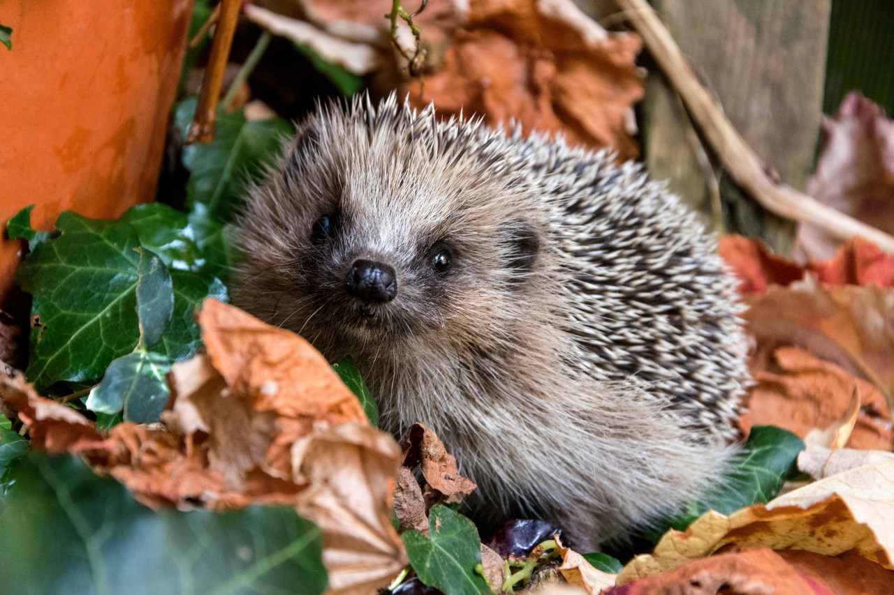 Hedgehog among autumn leaves