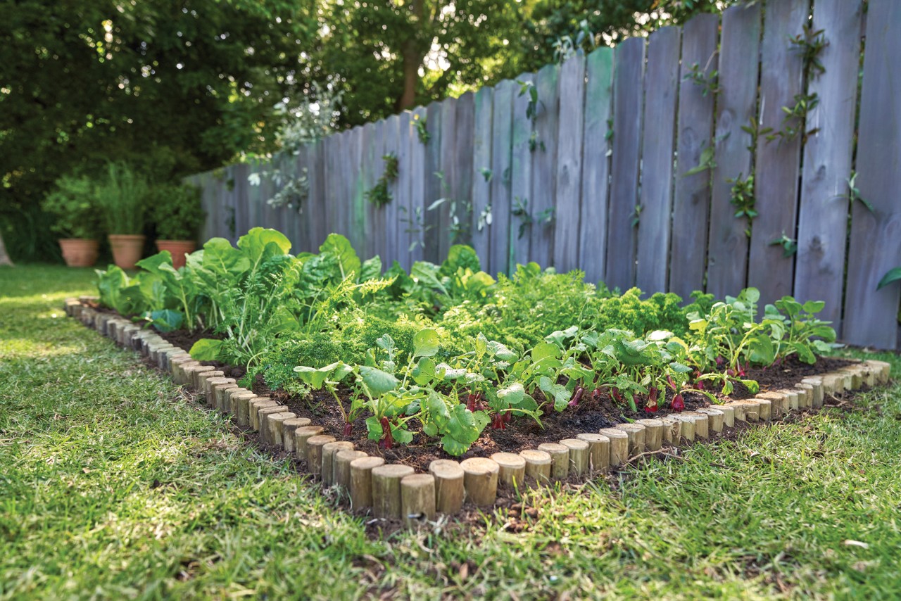 Vegetable patch beside a garden fence, separated from the lawn by a wooden stake flowerbed surround 