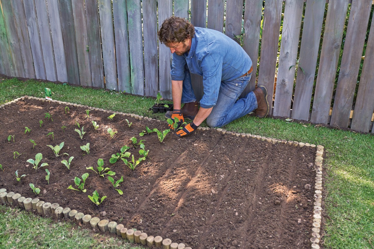 A man planting seedlings in a vegetable patch with a DIY wooden garden border surround 