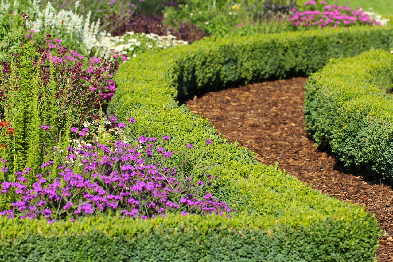 A boxwood hedge serves as a natural garden edging surround made from plants. 