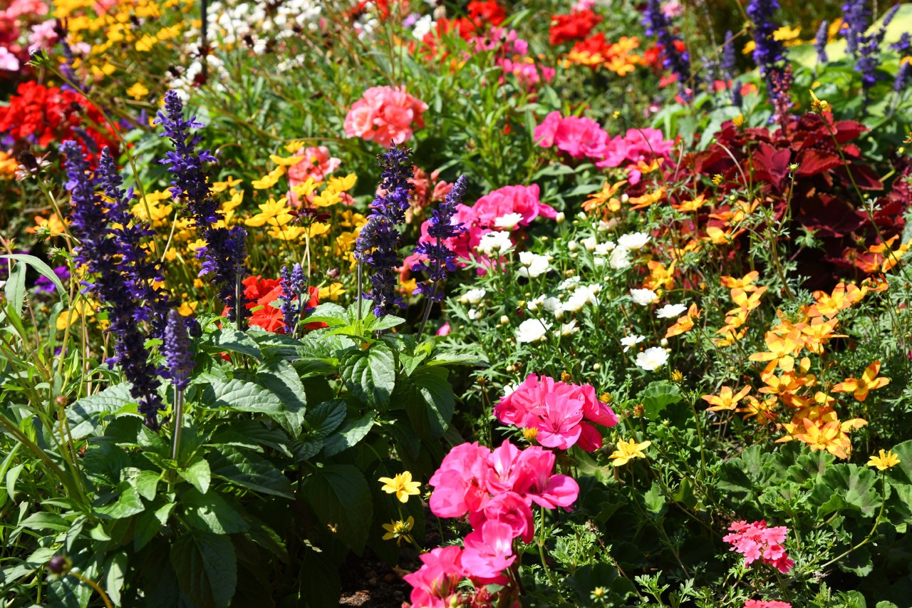 Perennial bed with lots of colorful flowers