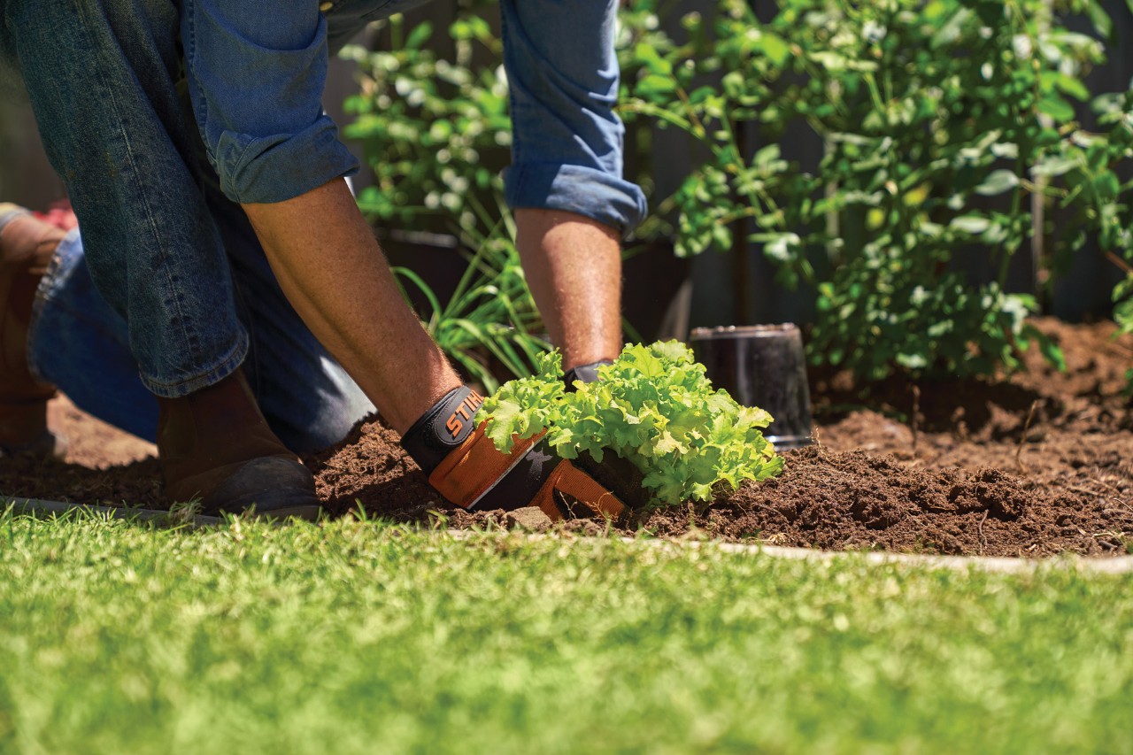 A person wearing gloves plants a young plant into earth