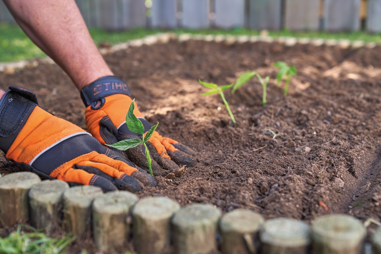 Seedlings being planted in an almost-empty new vegetable bed
