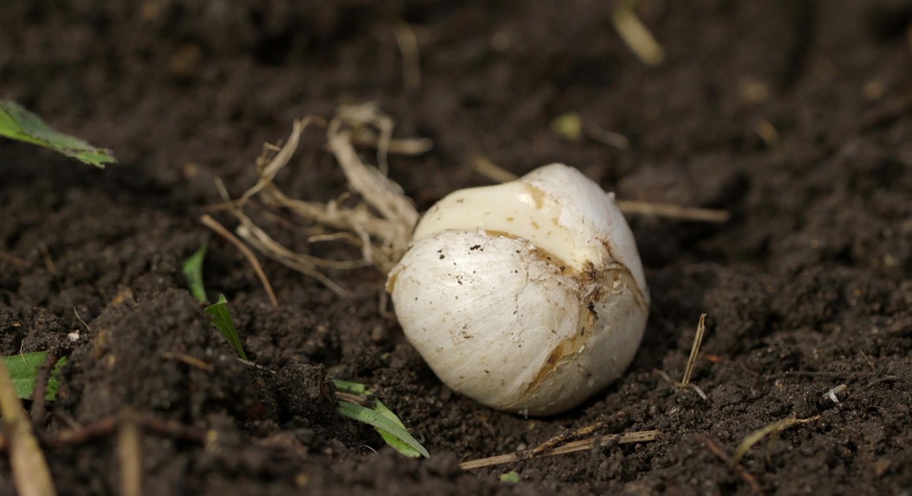 Close-up of a flower bulb in a garden bed