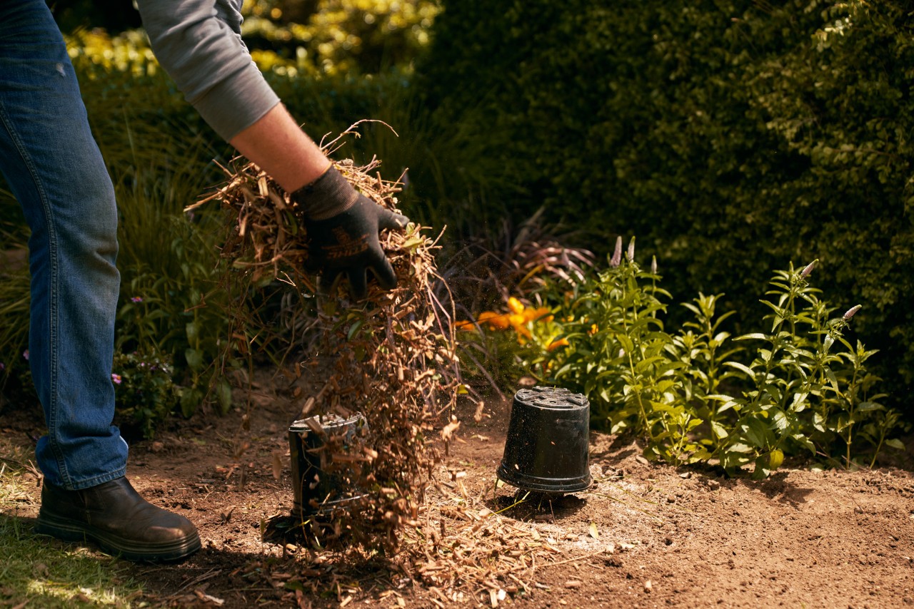 Soil being covered with a mulch of leaves and shredded plant matter