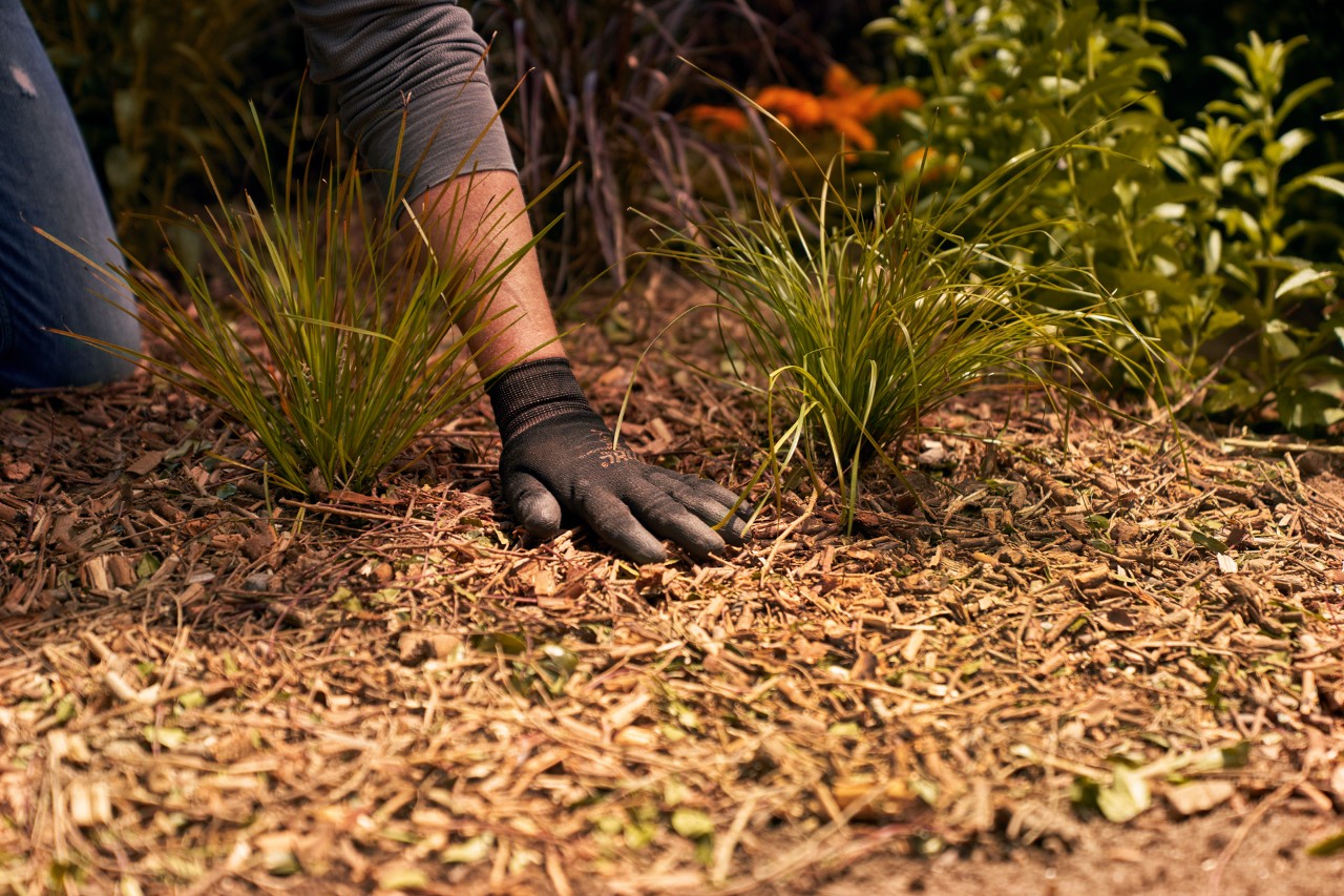 Soil surface being covered with bark mulch