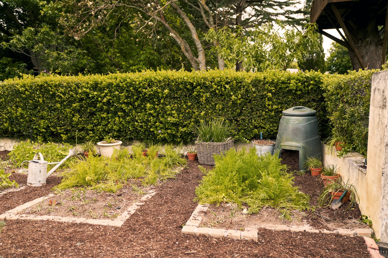 Orderly garden beds in front a hedge, with a compost bin in the corner