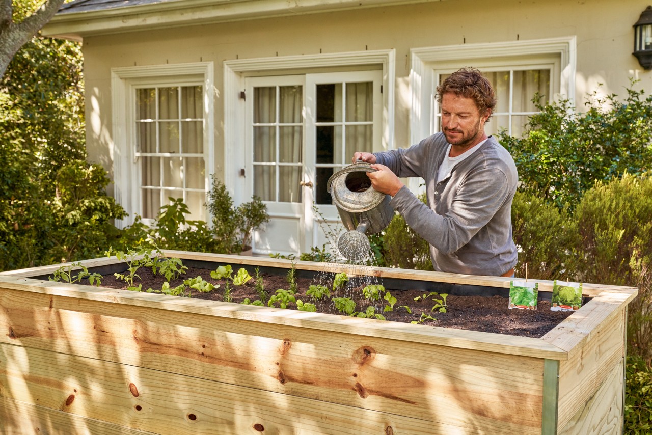 A man watering plants in a raised bed