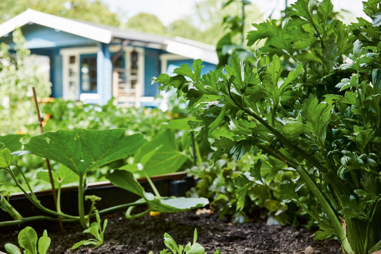 Herbs and vegetables in a raised bed with a blue summer house in the background