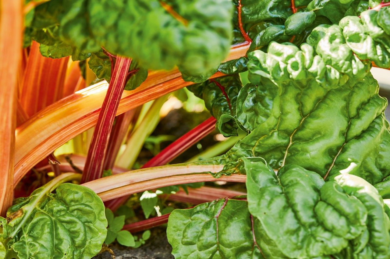 Close-up of chard in a raised bed