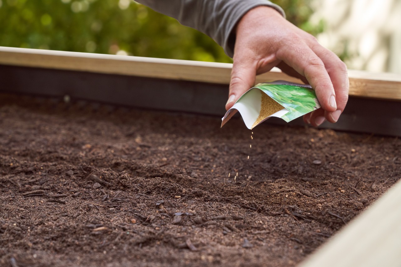 Close-up of seeds being planted in a raised bed