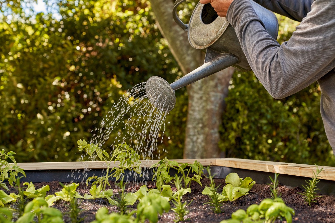 Plants in a raised bed being watered with a watering can