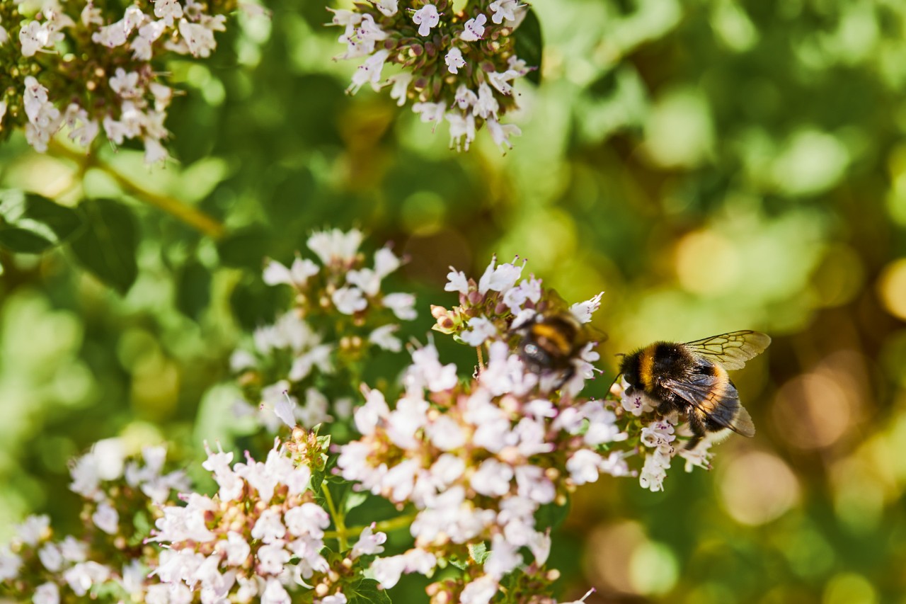 Close-up of bumblebees on white flowers