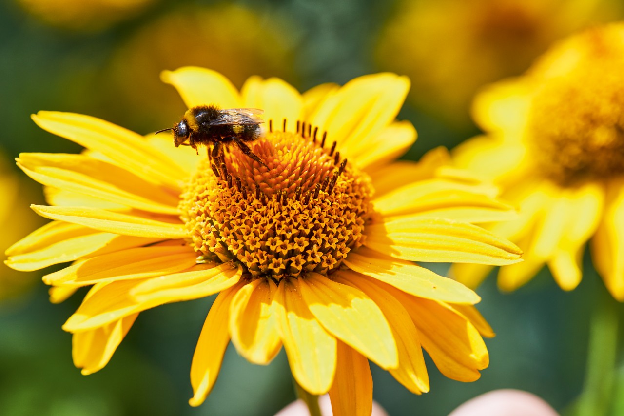 Close-up of a bumblebee on a yellow flower
