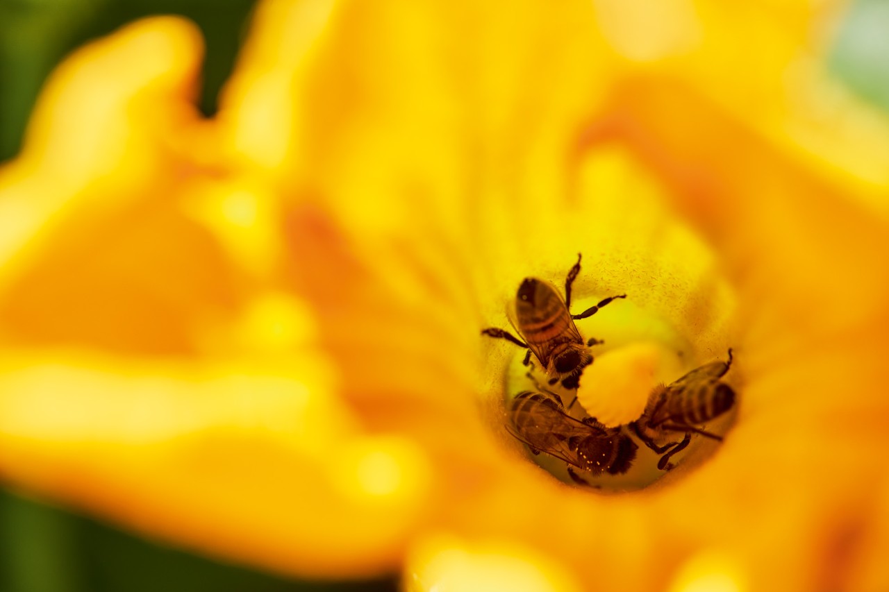 Three bees inside a yellow flower