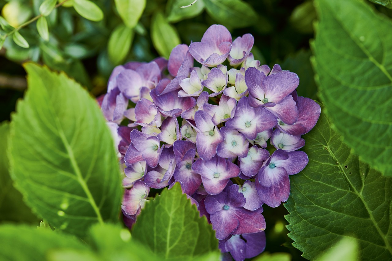 Close-up of a purple flowering hydrangea