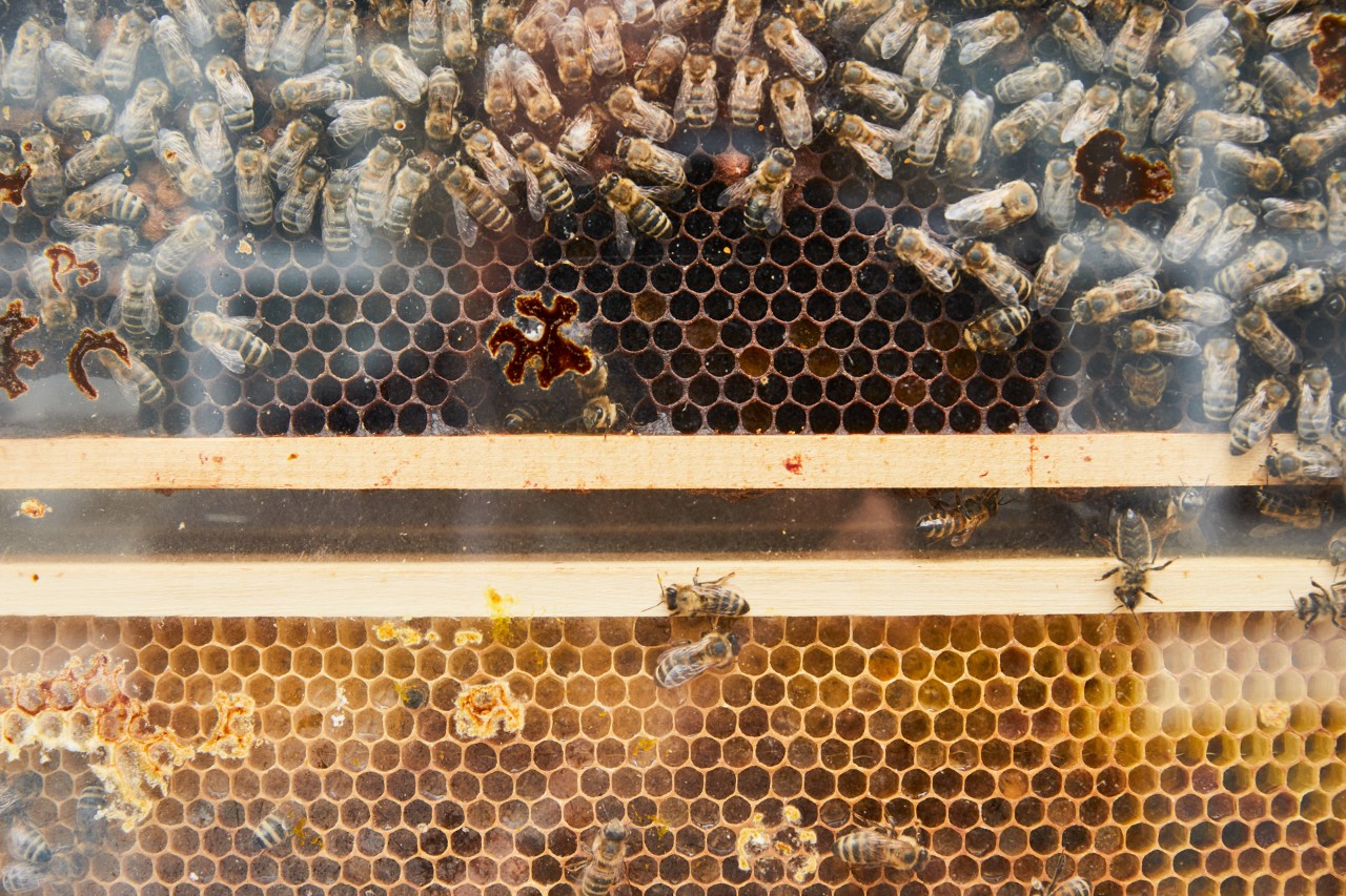 Close-up of a honeycomb in a wooden frame with lots of bees